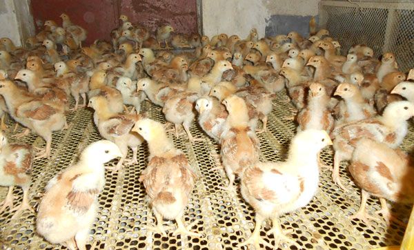 养殖红玉公鸡怎样减少饲料浪费，增加效益