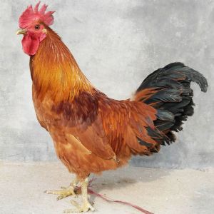 杂交笨鸡