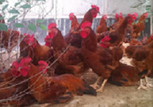 养殖九斤红公鸡过程中，鸡群反复发病原因
