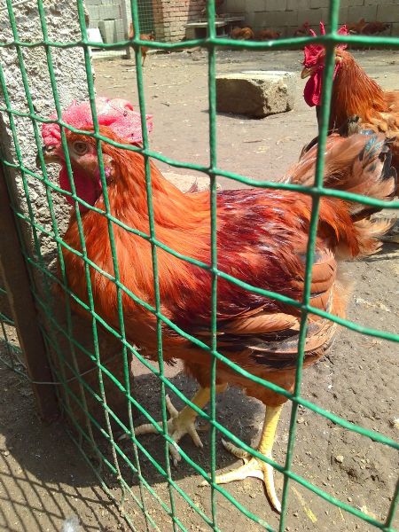 宁阳红玉公鸡养殖