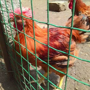 宁阳红玉公鸡养殖