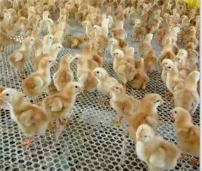 养殖红玉公鸡育雏室及相关设备的准备