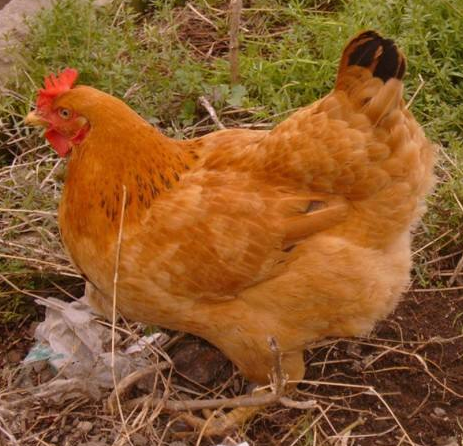 养殖红玉公鸡几种常见病的预防与治疗