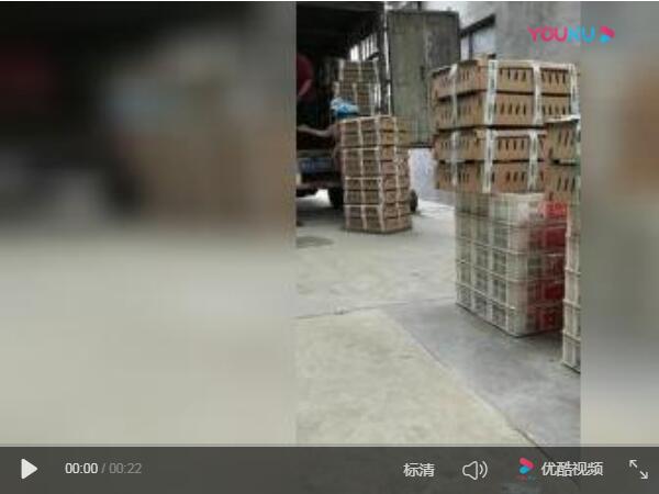 红玉鸡苗视频