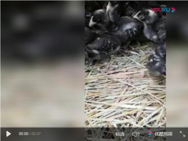 红玉鸡苗视频