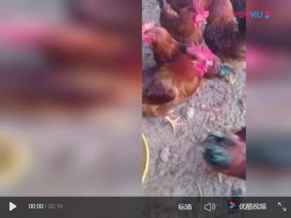 九斤红公鸡苗视频