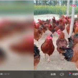 红玉鸡苗视频