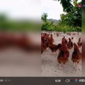 红玉鸡苗视频