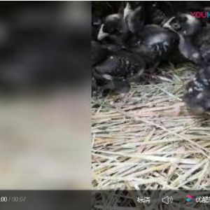 芦花鸡苗视频