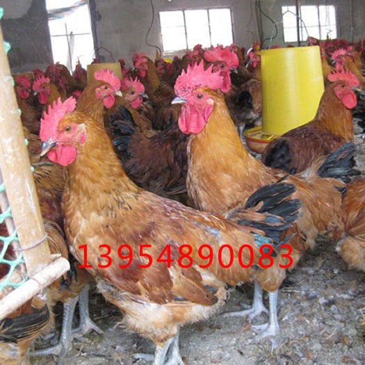 养殖场的鸡粪应该如何处理呢？