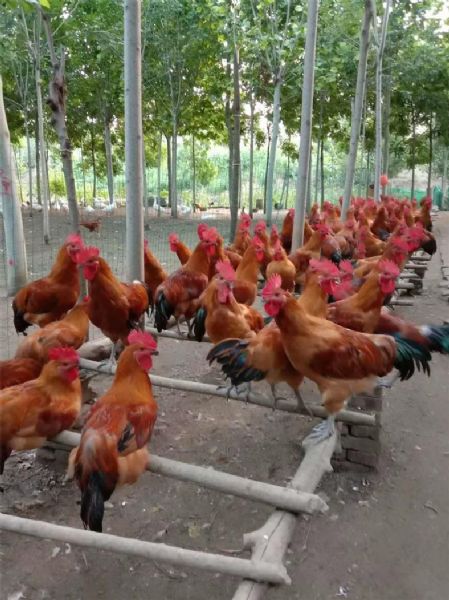 红瑶公鸡养殖