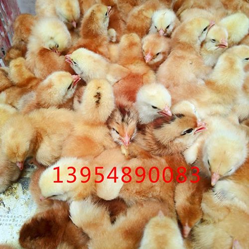 提高380鸡苗的成活率方式有哪些？