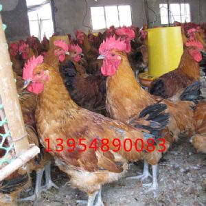 饲养青脚麻鸡苗有哪些要点：